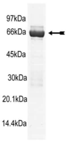 Eurofins DiscoverX P38 beta 2/SAPK2b Protein, Unactive 10 &mu;g | Buy Online | Eurofins DiscoverX | Fisher Scientific